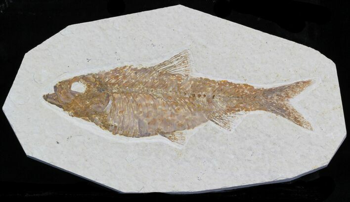 Knightia Alta Fossil Fish - Wyoming #32692